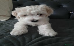 Maltese dogs for sale: 🐩 🏡 Beautiful maltese looking for new home 🏡🐩 - Image 15