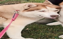 Siberian Husky dogs for sale: Two Siberian Husky Males - Image 6