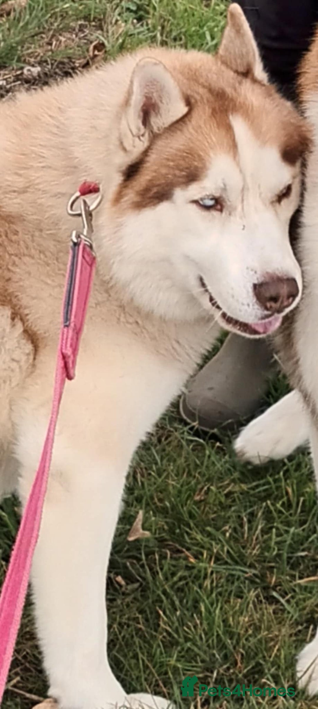 Siberian Husky dogs for sale: Two Siberian Husky Males - Image 6