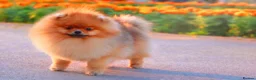 Pomeranian dogs for sale: RARE in size True mini pups 3💙 1🩷 40+🏆lines  - Advert 2