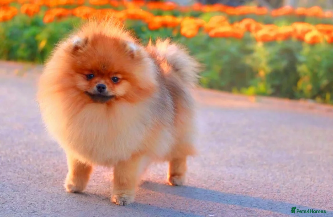Pomeranian dogs for sale: RARE in size True mini pups 3💙 1🩷 40+🏆lines  - Advert 2