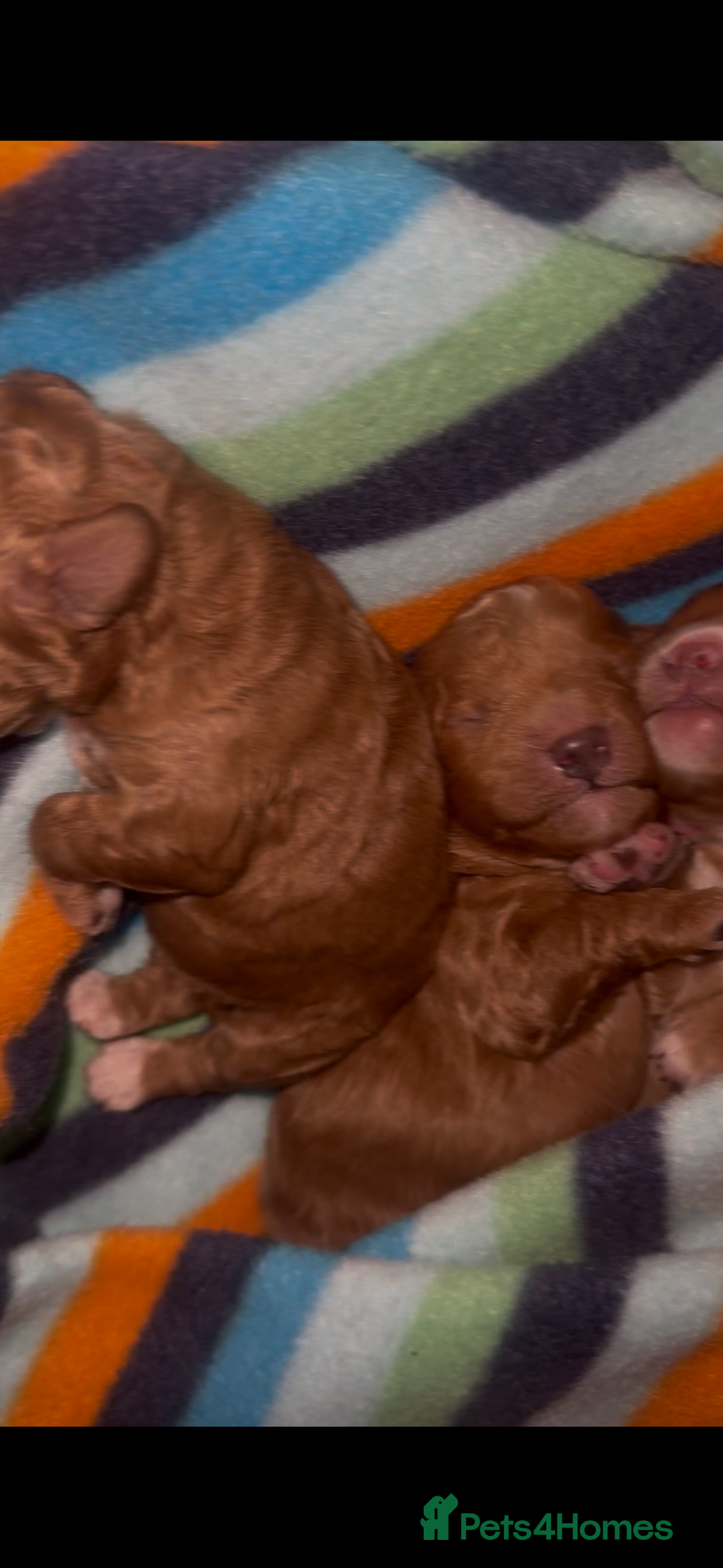 Cavapoochon dogs for sale: Cavapoochons for sale   - Advert 7