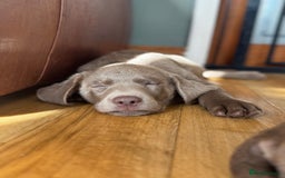 Labrador Retriever dogs for sale: 🩶 Silver & Charcoal Labrador Puppies - Image 16