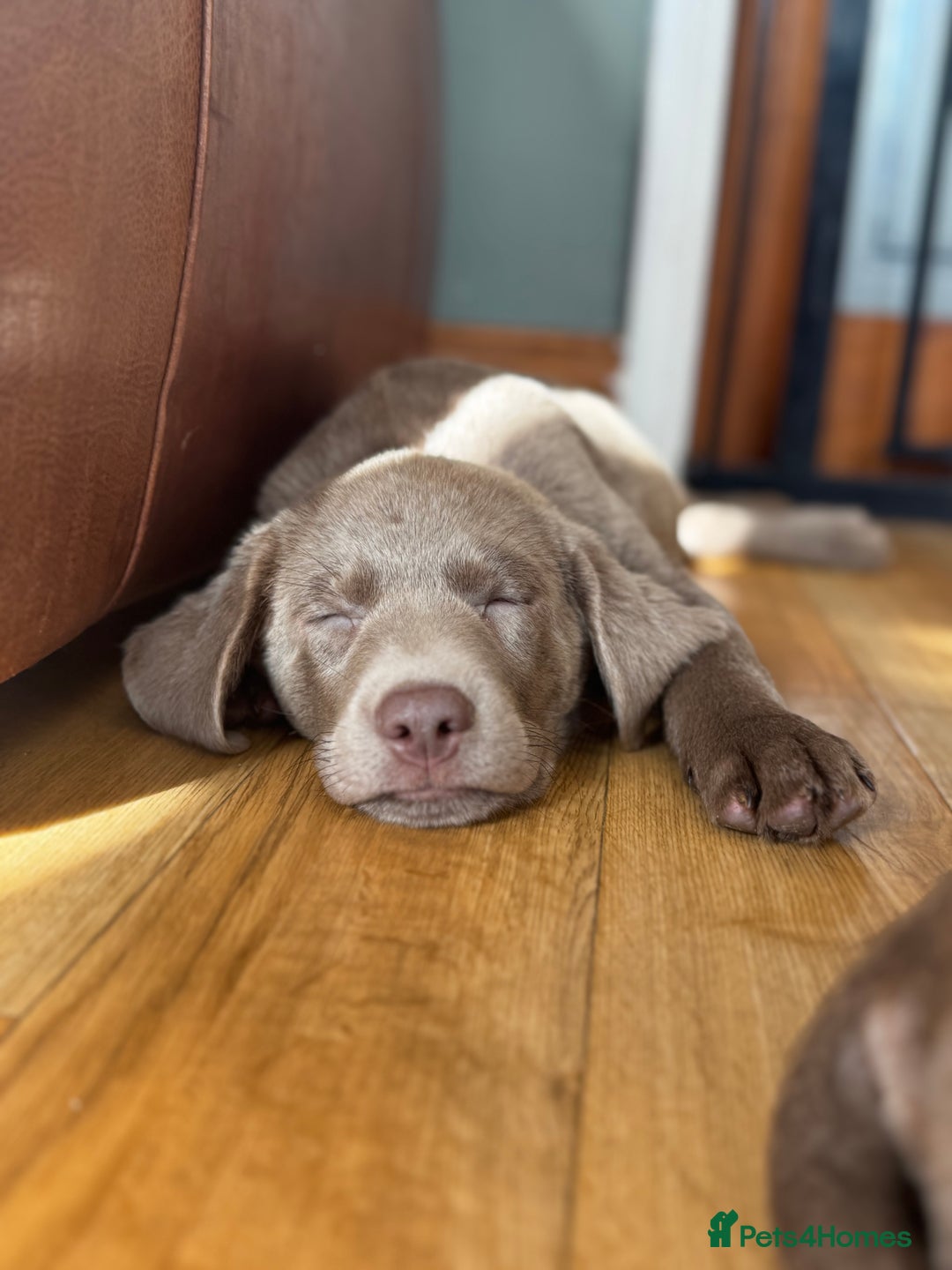 Labrador Retriever dogs for sale: 🩶 Silver & Charcoal Labrador Puppies - Image 16