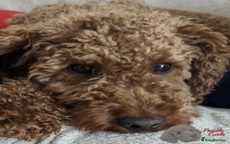 Cavapoo dogs for sale: Waiting List now open - DARK RED PREMIUM QUALITY - Image 2