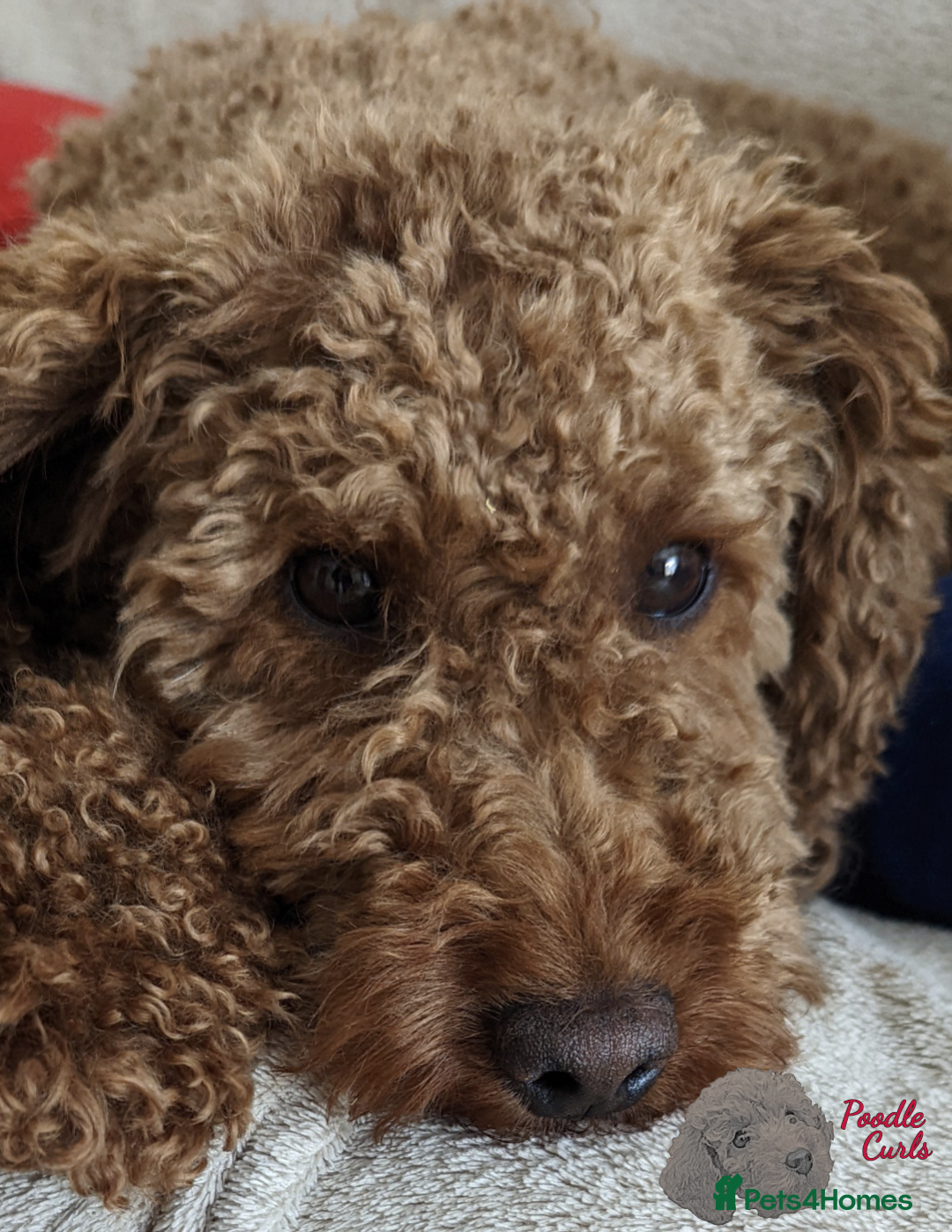 Cavapoo dogs for sale: Waiting List now open - DARK RED PREMIUM QUALITY - Image 2