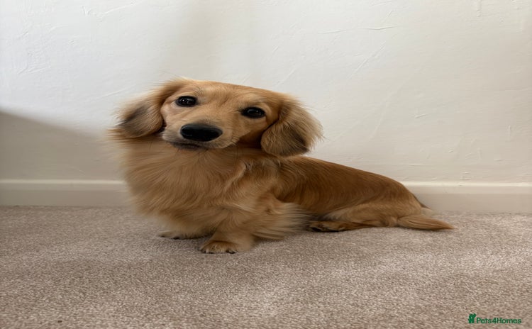 Miniature Dachshund dogs - Advert 3