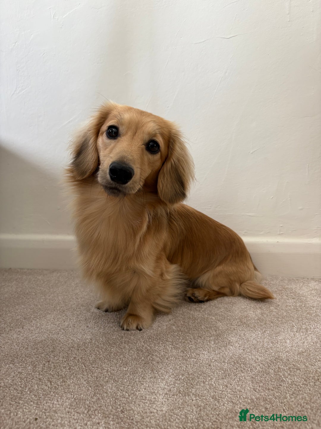 Miniature Dachshund dogs for stud: Cream Shaded LongHaired Miniature Dachshund KC Reg - Advert 1