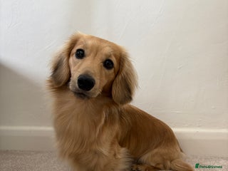 Miniature Dachshund dogs - Advert 11