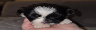 Lhasa Apso 4