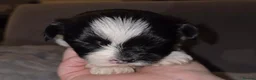 Lhasa Apso dogs for sale: Beautiful KC Registered Lhasa Apso Puppies - Advert 38