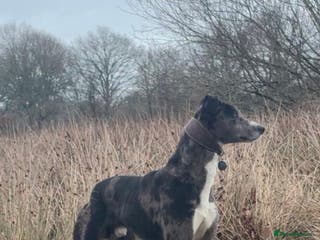 Lurcher dogs Gorgeous Blue Merle dog - Advert 1