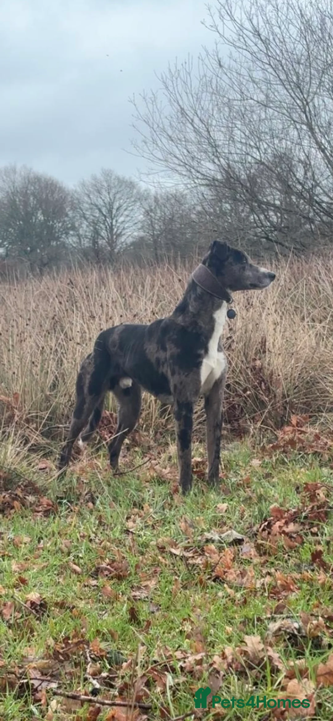 Lurcher dogs for stud: Gorgeous Blue Merle dog  - Advert 1