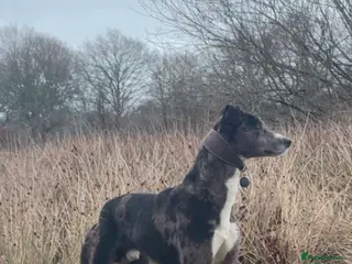 Lurcher dogs Gorgeous Blue Merle dog - Advert 1