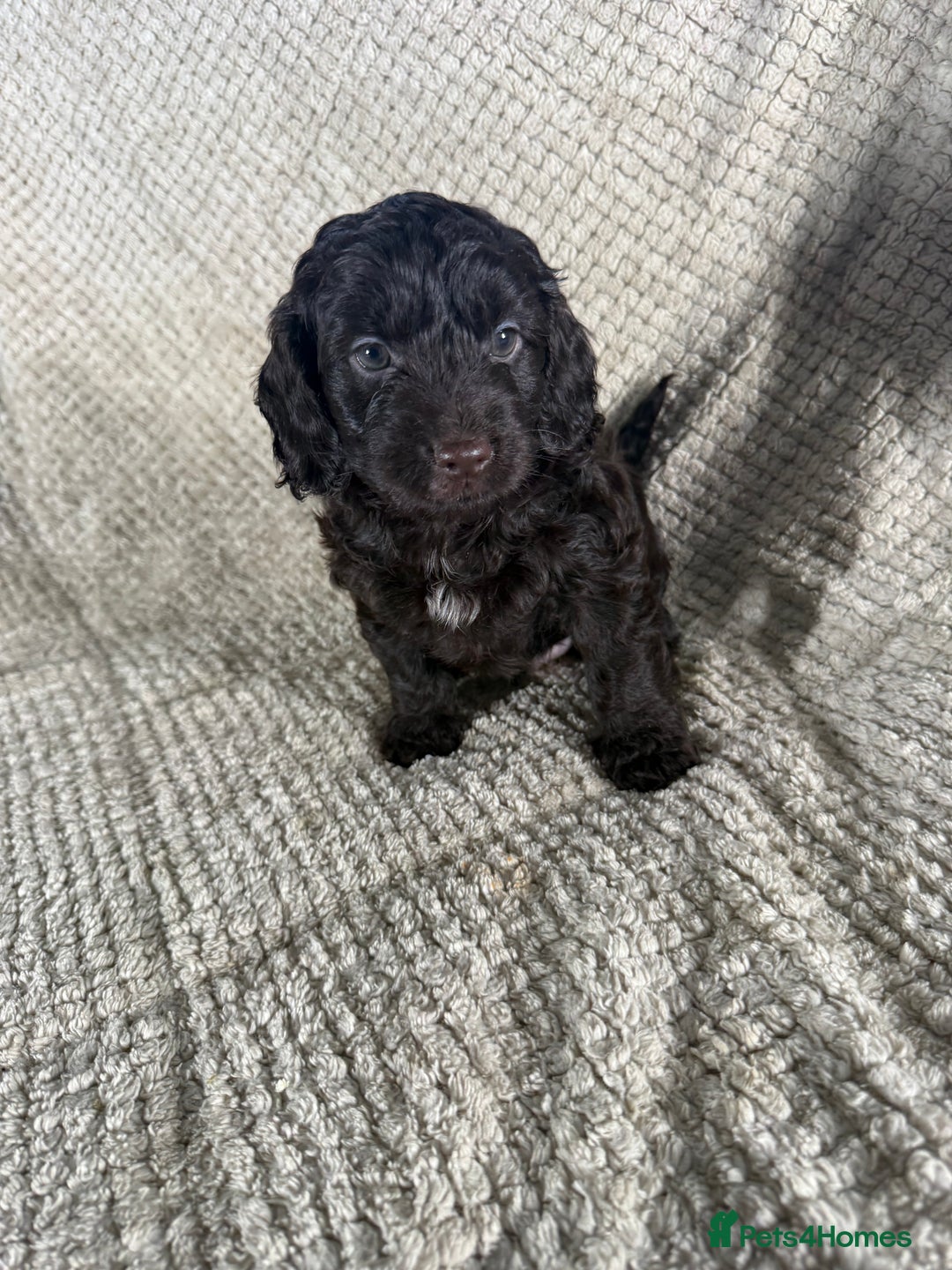 Cockapoo dogs for sale: F1 Cockerpoo Puppies For Sale  - Advert 18