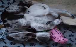 Sprocker dogs for sale: STRIKING SPROCKER SPANIEL PUPPIES  - Image 6