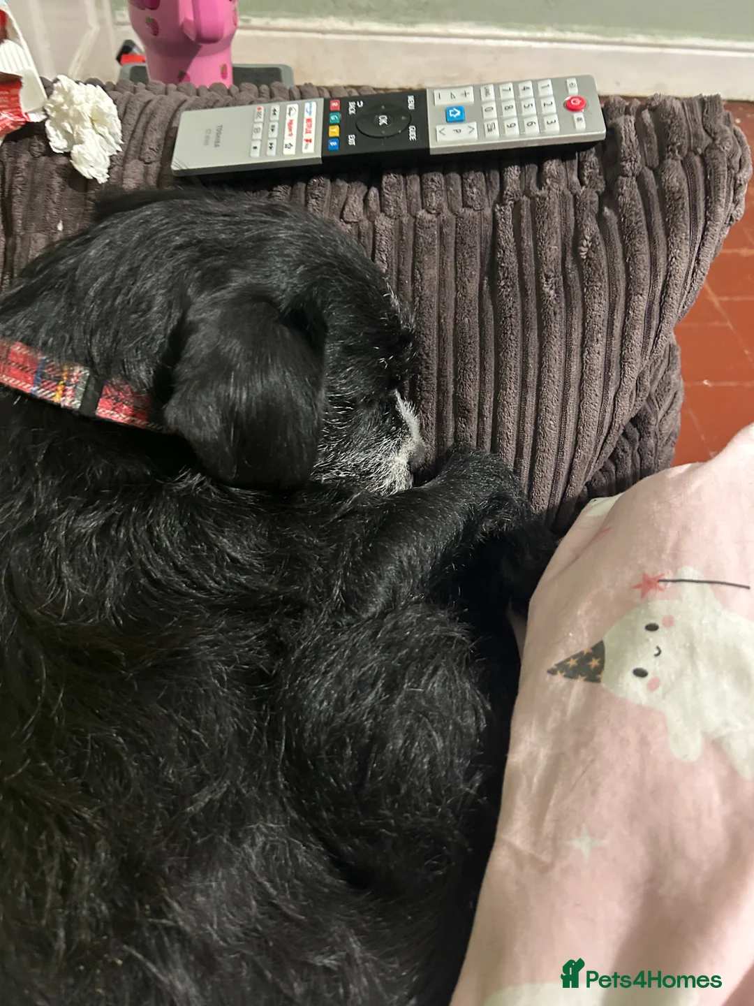 Mixed Breed dogs for sale: Trixie  - Advert 4