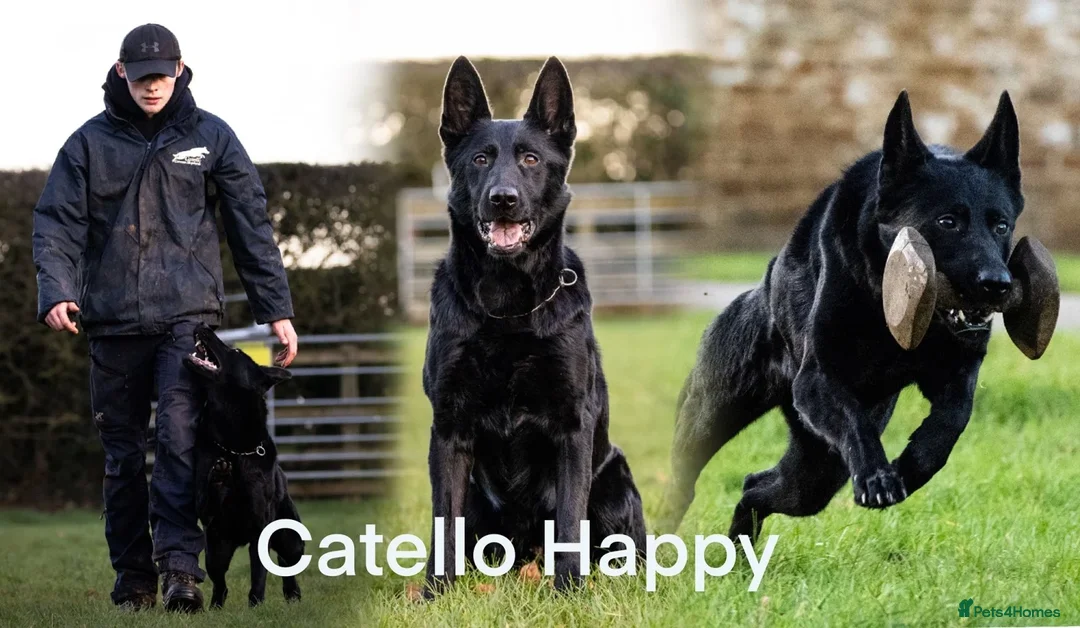 German Shepherd dogs for sale: 6 year old female haper - Advert 1