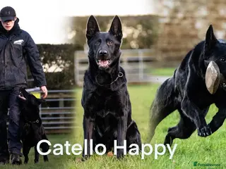 German Shepherd dogs 6 year old female haper - Advert 2