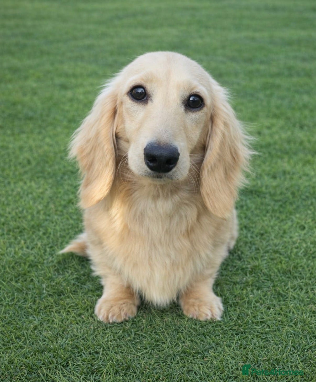 Miniature Dachshund dogs Stunning Pure Cream Longcoat Male  - Advert 1