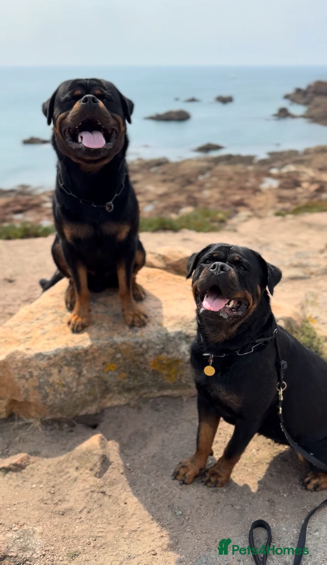 Rottweiler dogs for sale: Expecting Rottweiler pups - ready end of May  - Advert 31
