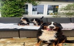 Bernese Mountain Dog dogs for sale: KC Bernese Pups – Calm, Loving & Ready Soon - Image 9