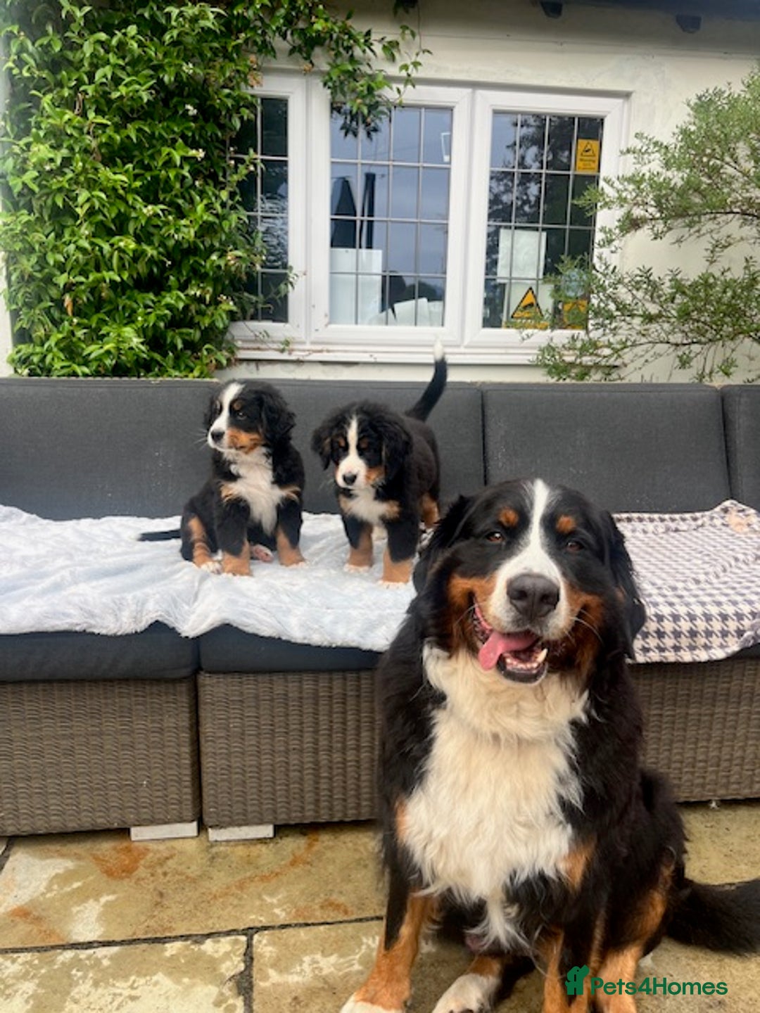 Bernese Mountain Dog dogs for sale: KC Bernese Pups – Calm, Loving & Ready Soon - Image 9