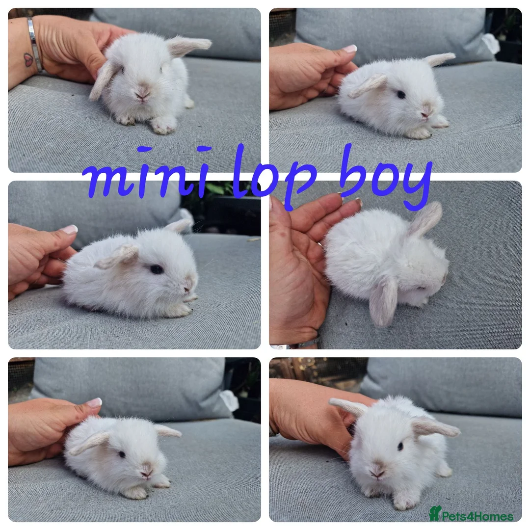 Mini Lop rabbits for sale: Mini lops , lionheads , netherland dwarf  - Advert 7