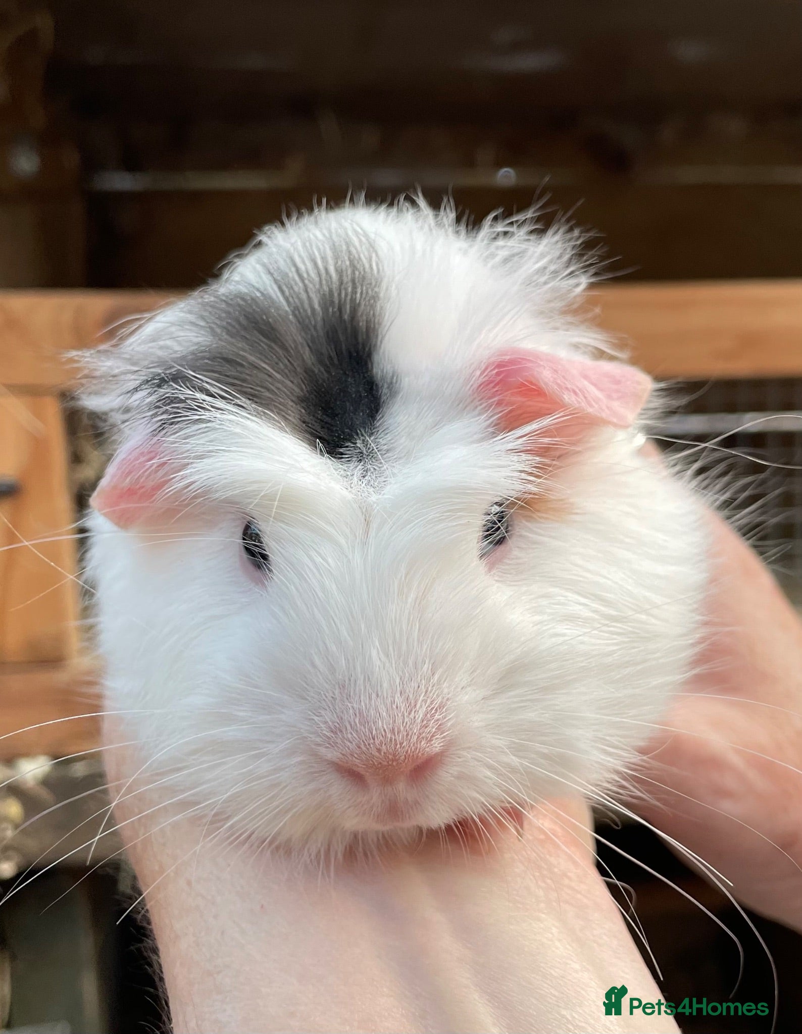 Guinea Pig rodents Lovely baby guinea pig boys - Advert 12