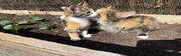 Maine Coon cats for sale: LAST FEMALE TORTOISESHELL MAINE COON X  - Advert 9