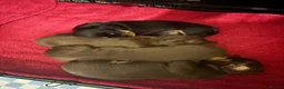 Dachshund dogs for sale: Miniature Dachshunds  - Advert 4