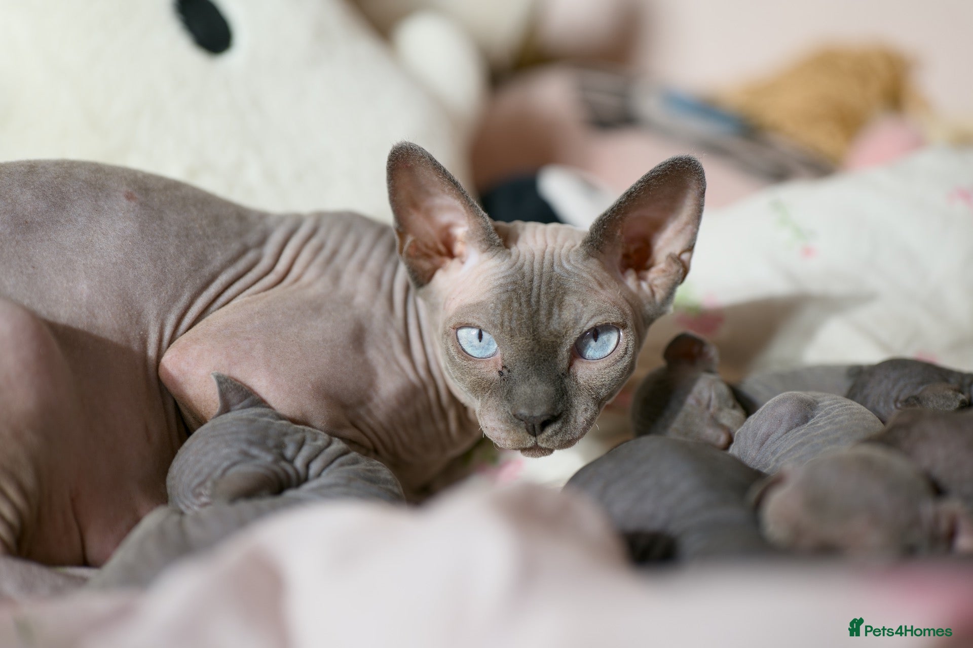 Sphynx cats Lovely Sphynx Kittens available - Advert 1