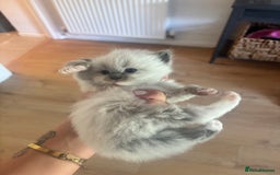 Ragdoll cats for sale: GCCF champion bloodline seal point Ragdollls - Image 8