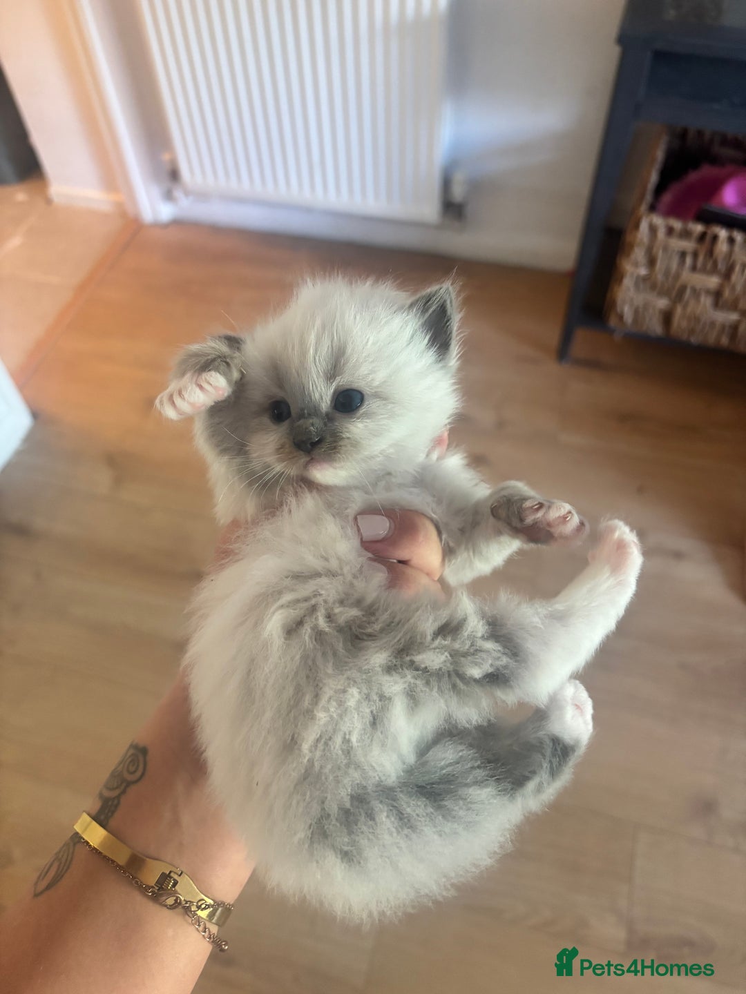 Ragdoll cats for sale: GCCF champion bloodline seal point Ragdollls - Image 8