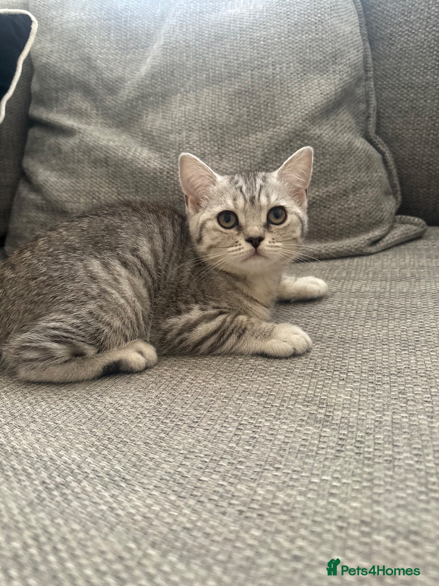British Shorthair cats Only One BSH Girl left  - Advert 11