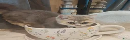 British Shorthair cats for sale: TICA registered blue golden  - Advert 4