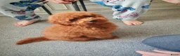 Toy Poodle dogs for sale: 7 month old red toy poodle in Skegness - Advert 7
