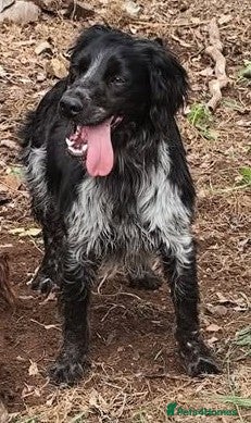 Brittany Spaniel dogs Gorgeous, loving Remy in West Sussex - Advert 3