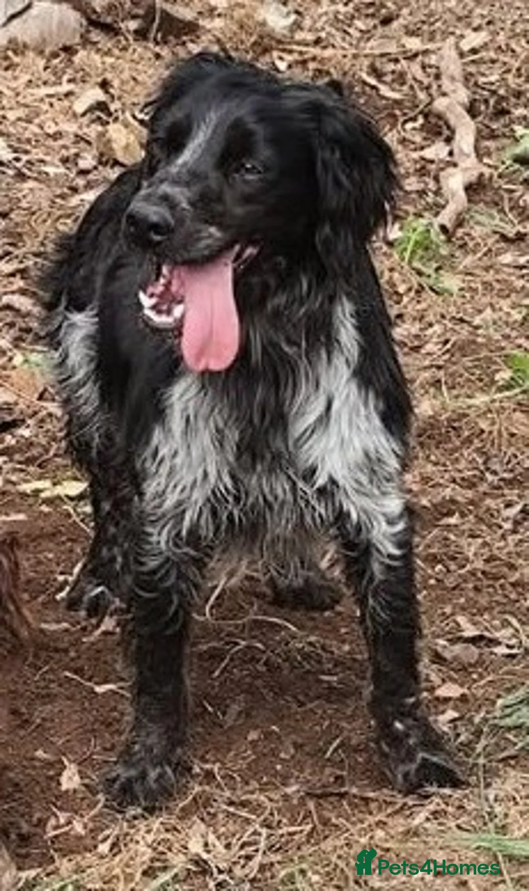 Brittany Spaniel dogs for adoption: Gorgeous, loving Remy in West Sussex in Horsham - Advert 1