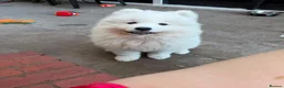 Samoyed dogs for sale: Samoyed  in London - Advert 7