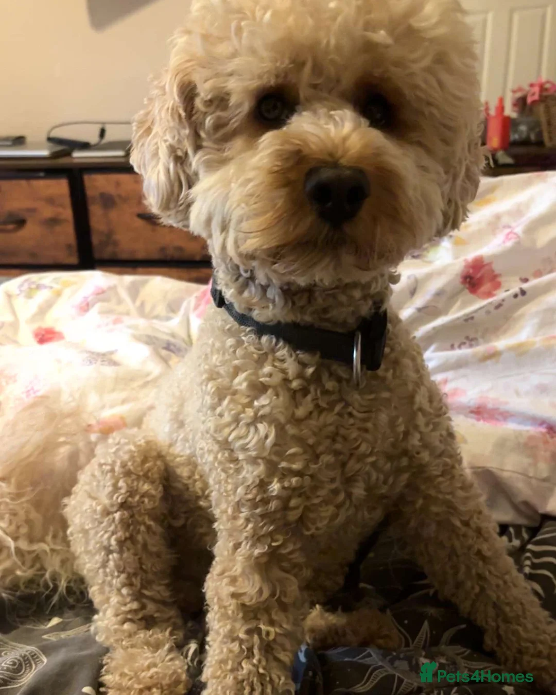 Mixed Breed dogs for stud: Miniture labradoodle for stud in Frodsham - Advert 27