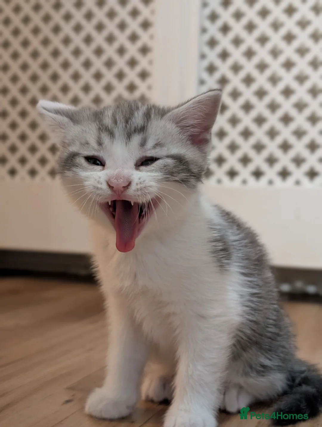 Mixed Breed cats for sale: Cute kitten looking for a loving home – ready now in Enfield - Advert 2