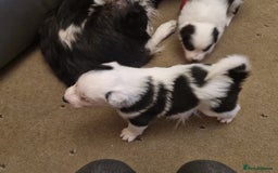 Border Collie dogs for sale: 2 X male border collie pups for sale - Image 6