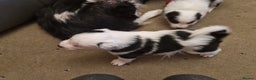 Border Collie dogs for sale: 1 x X male border collie pup left for sale - Advert 6