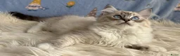 Ragdoll cats for sale: Beautiful TICA Registered Ragdoll Kittens - Advert 8