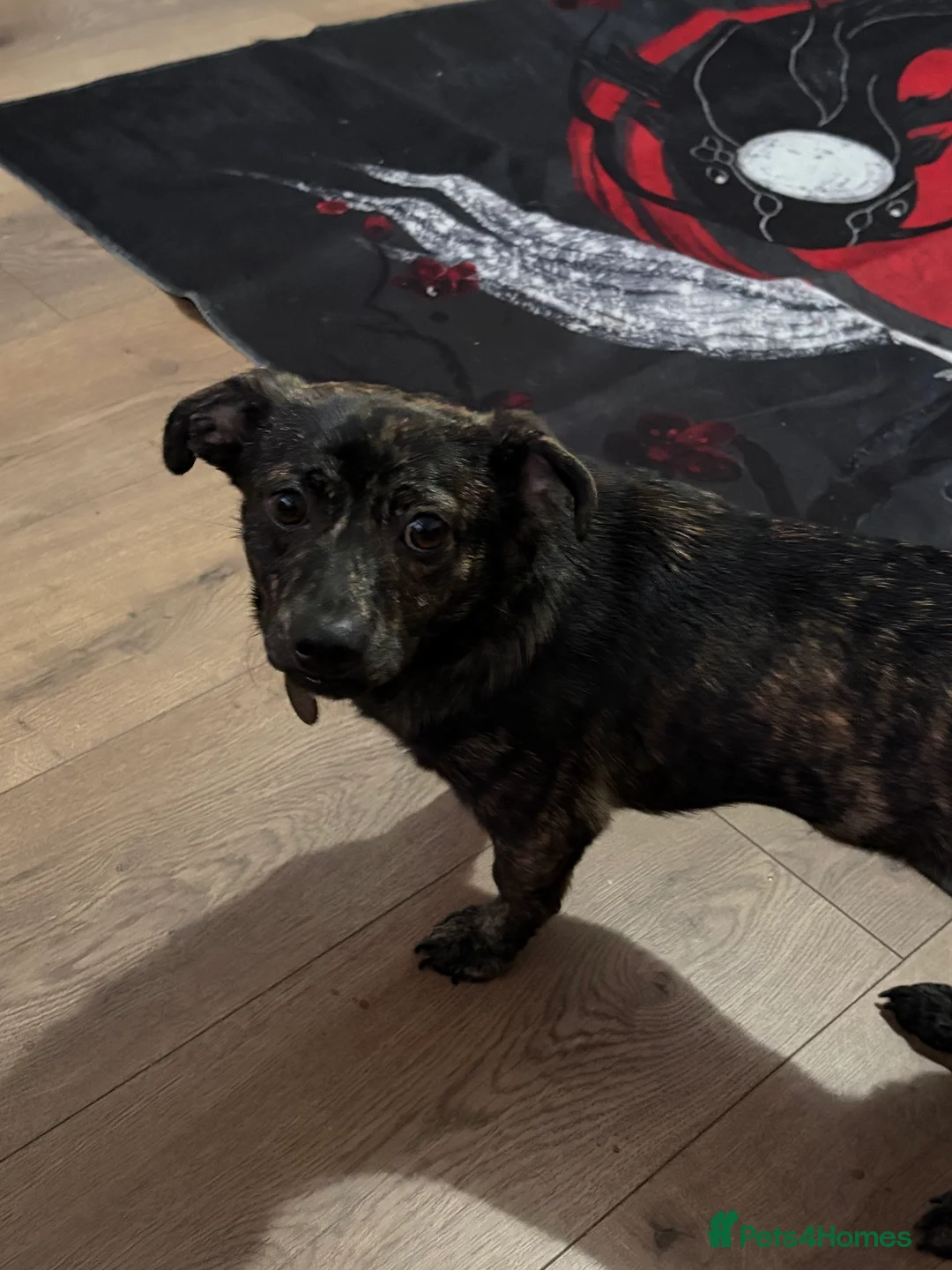 Mixed Breed dogs for sale: Tiny looking for a new home  - Advert 1
