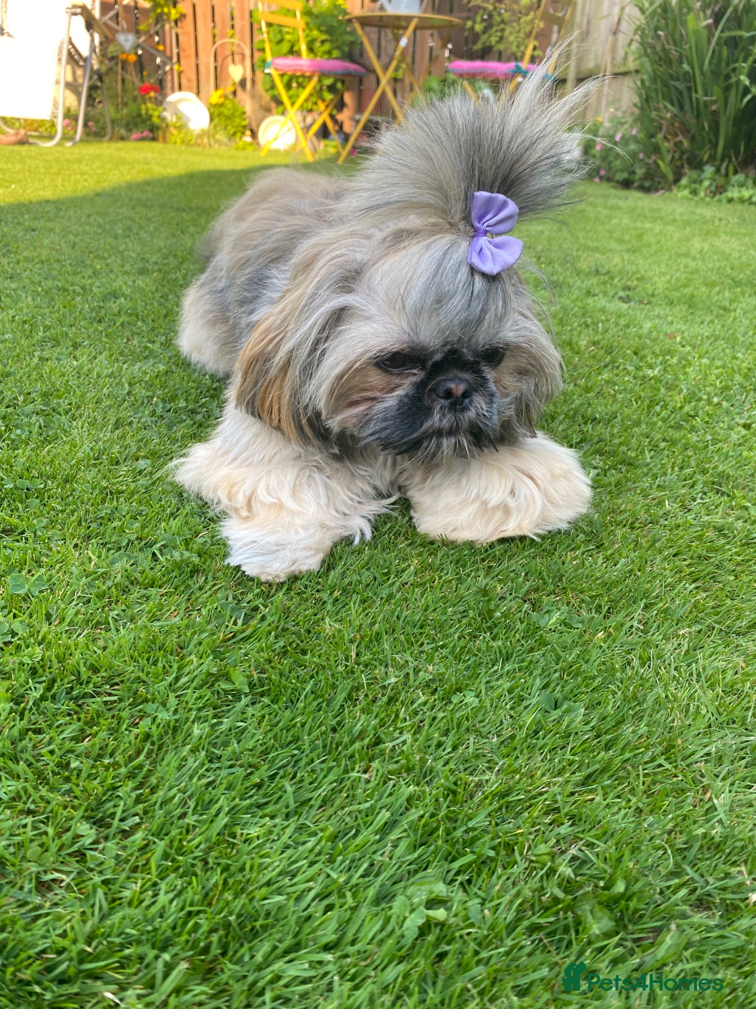 Shih Tzu dogs Imperial shiutzu - Advert 7