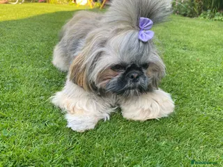 Shih Tzu dogs Imperial shiutzu - Advert 7