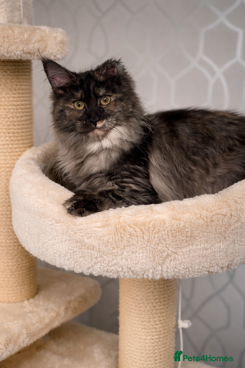 Maine Coon cats REDUCED ACTIVE TICA Registered Female - Advert 4