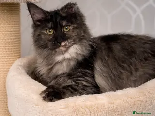 Maine Coon cats REDUCED ACTIVE TICA Registered Female - Advert 4